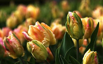 Beautiful Tulips, leavse, flowers, tulips, macro HD wallpaper