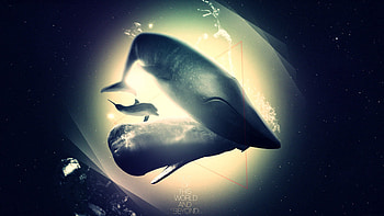 Animals, Shine, Light, Shadow, Dolphin, Whale, Abyss HD wallpaper