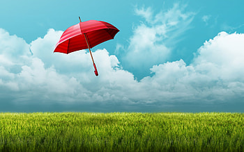 Umbrella Fields, umbrella, fields, nature HD wallpaper