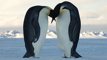 penguin , Arctic cuteness, Snowy delight, treat HD wallpaper