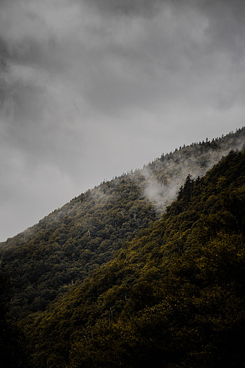 Nature, Trees, Fog, Slope, Hill HD phone wallpaper