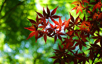 Maple leaf tree , Autumn, Leaves, Nature HD wallpaper