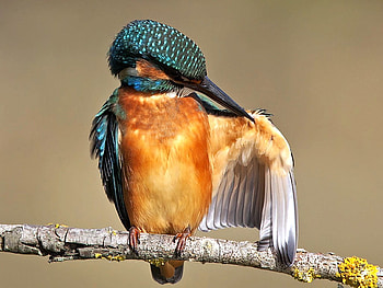 Beautiful Bird, cool, beautiful, bird HD wallpaper