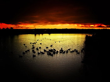 Nature, Sunset, Ducks, Sky, Lake, Evening HD wallpaper