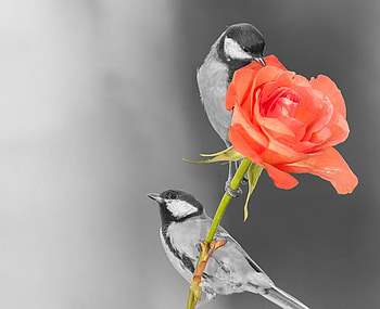 Birds and a rose, white, black, bird, bw, pasare, blue tit, flower, red, couple, trandafir HD wallpaper