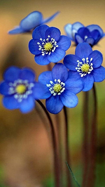 Cute Blue, Cute Blue Flowers HD phone wallpaper