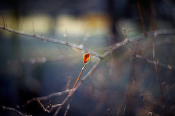 Plant, Macro, Glare, Sheet, Leaf, Branch HD wallpaper