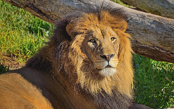 Animals, Grass, Lion, Big Cat, Mane HD wallpaper
