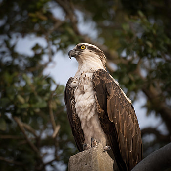 Animals, Bird, Predator, Sight, Opinion, Osprey HD phone wallpaper