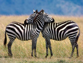 Zebras-in-Love, horses, animals, love, zebras, nice HD wallpaper