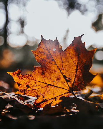 Nature, Autumn, Brown, Dry, Leaflet, Maple HD phone wallpaper