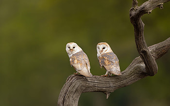 Barn Owls, animal, bird, barn owl, owl HD wallpaper