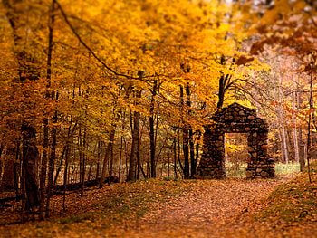 Old stone, stone, trees, old, forest HD wallpaper