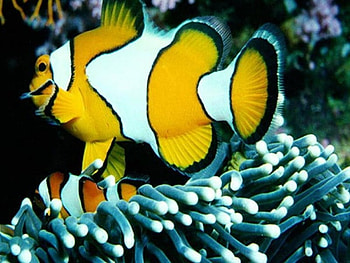 Color fish, fish, color HD wallpaper