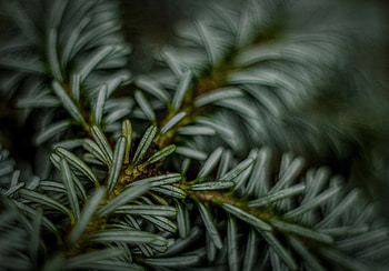 Needle, Macro, Blur, Smooth, Spruce, Fir, Needles HD wallpaper
