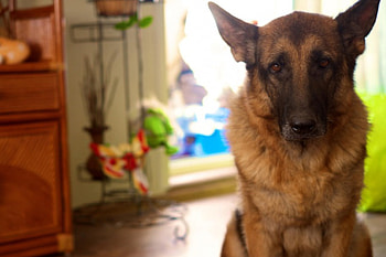 German shepherd, dog, sweet, animal, dogs, cute, beautiful, puppys, puppy, pretty, animals, lovely HD wallpaper