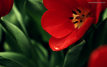 This High Resolution Red and green flowers below has been resized to fit within this window, click on the to see it at full size; ... HD wallpaper