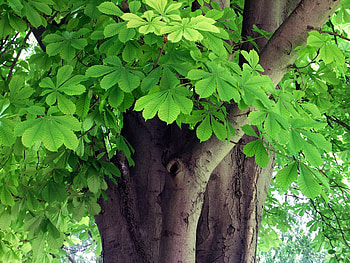 Chestnut tree, Tree of the week, Horse chestnut tree, Heritage HD wallpaper