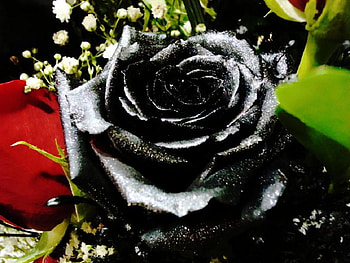 Black hole, delecate, plants, soft, nice, rose, pretty, blossoms, bud, nature, flowers, blooms, lovely HD wallpaper