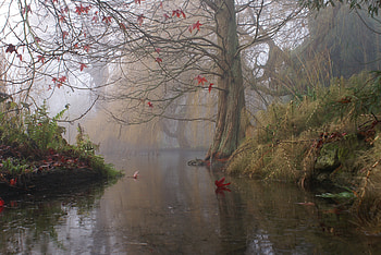 Nature, Art, Bush, Lake, Wood, Tree, Fog, Sheet, Leaf, Painting HD wallpaper