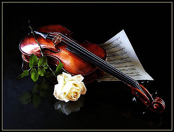 Sweet music, white rose, black background, sheet music, violin HD wallpaper