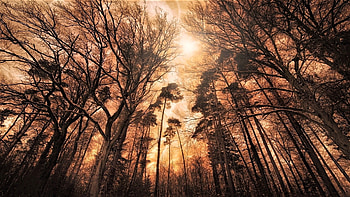 fog on the treetops, autumn, trees, sky, fog HD wallpaper