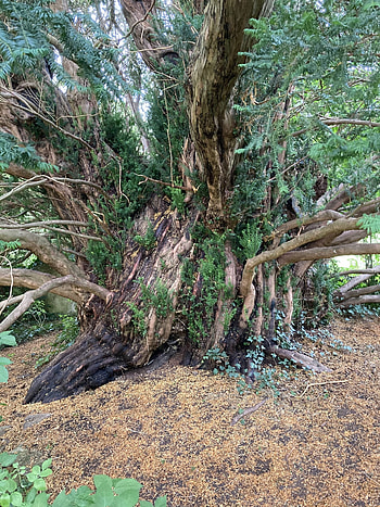 Tree frontiers, Tree, Yew tree HD phone wallpaper