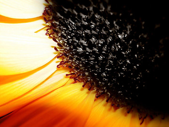 Flower, Macro, Brown, Sunflower HD wallpaper