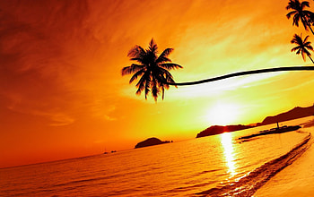 Beach Paradise, sea, reflection, palm, trees, nature, sunset, beach HD wallpaper