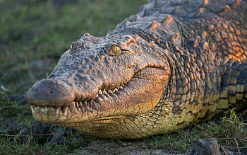 Crocodile , Nile crocodile, African wildlife, Natural beauty HD wallpaper