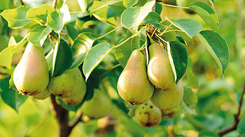 Tree, Pear HD wallpaper