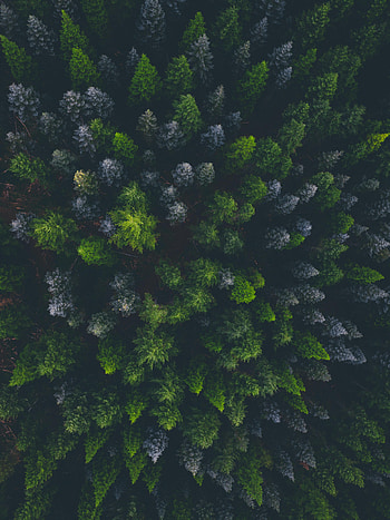 Nature, View From Above, Dark, Forest, Fir, Spruce HD phone wallpaper