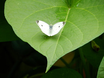 Leaf For A Cabbage White, Cabbage White, Butterfly, graphy, Summer, Leaf HD wallpaper