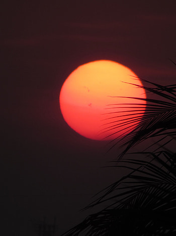 Sunset, Leaves, Sun, Dark, Palm HD phone wallpaper