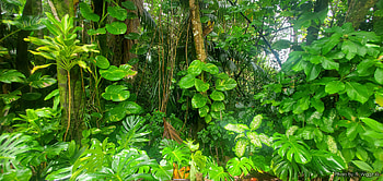 Hawaiian Tropics The Big Island, Big, Tropical, Green, Hawaii, Forest, Wailuku, Island HD wallpaper
