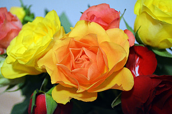 Flowers, Roses, Bouquet HD wallpaper