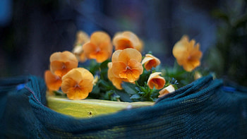 Leaves, Macro, Petals, Color, Small HD wallpaper