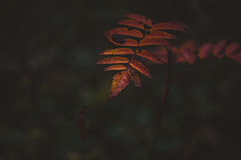 Autumn, portrait, leaf HD wallpaper
