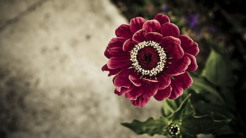Flower, Macro, Petals, Stem, Stalk HD wallpaper