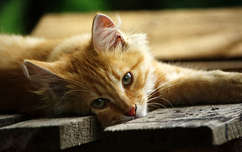 Animals, Cat, Fluffy, To Lie Down, Lie, Muzzle, Wool HD wallpaper