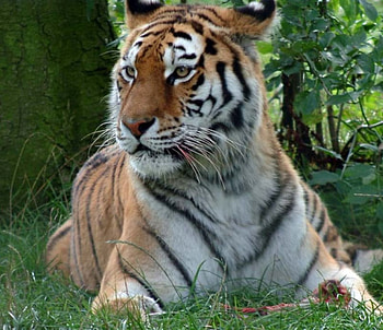 Tiger, tigers, animals HD wallpaper