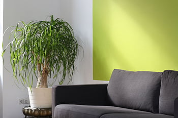 Bright modern living room with green accent wall, sofa, and ponytail palm in a sunlit corner. HD wallpaper