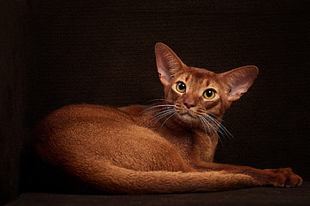 Red, Abyssinian HD wallpaper
