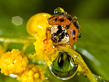 Insects, Ladybugs, Drops HD wallpaper
