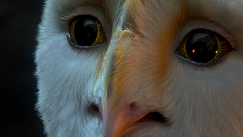 Guardians of GaHoole, Animated fantasy film, Owls of GaHoole, heroic journey HD wallpaper