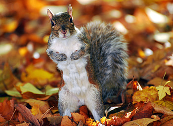 Autumn squirrel , autumn s, Nature's beauty, Lovely scenery HD wallpaper