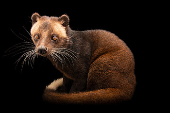 Joel Sartore's capture, Civet portrayal, Animal artwork, Nature's beauty HD wallpaper