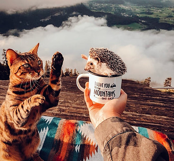 Hi!, hand, animal, annacatharina, cute, hedgehog, cat, cup, pisici, arici, anna atharina, funny, paw, cloud HD wallpaper