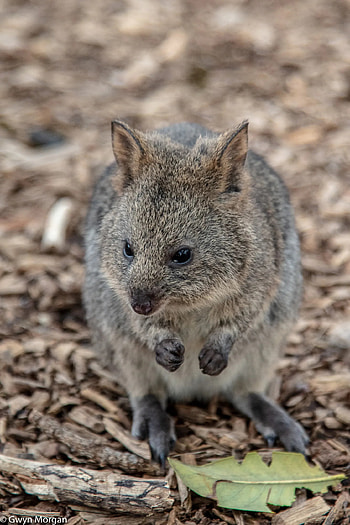 Rottnest Island getaway, Quokka haven, Stunning landscapes, Vacation destination HD phone wallpaper