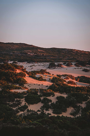 Nature, Bush, Relief, Hills, Evening HD phone wallpaper